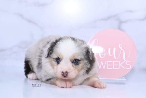 Mini / Toy Australian Shepherd Puppy Tinsley