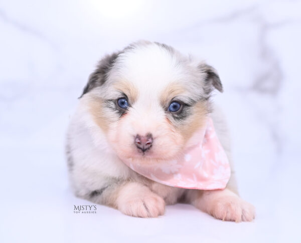 Mini / Toy Australian Shepherd Puppy Tinsley