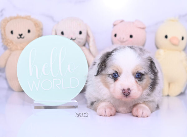 Mini / Toy Australian Shepherd Puppy Tinsley