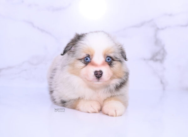 Mini / Toy Australian Shepherd Puppy Tinsley