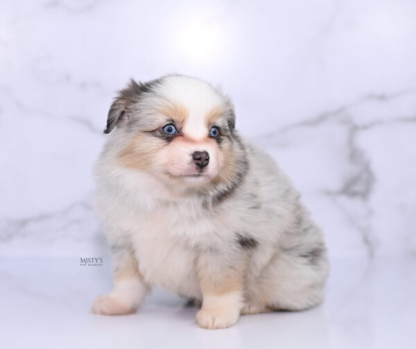 Mini / Toy Australian Shepherd Puppy Tinsley