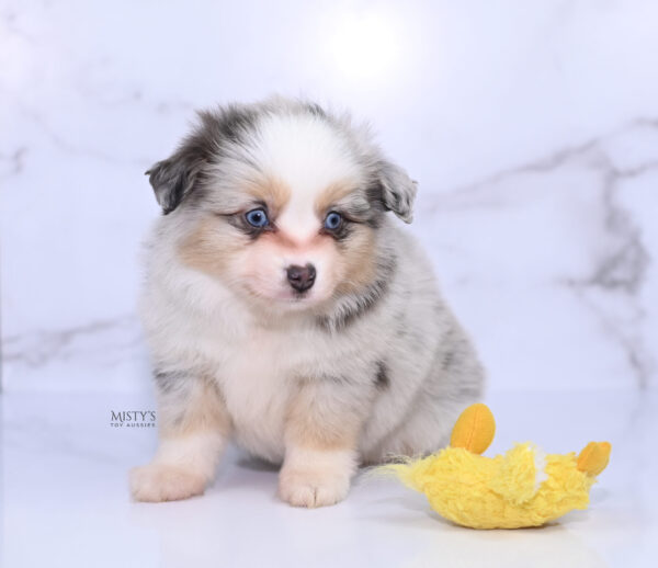 Mini / Toy Australian Shepherd Puppy Tinsley