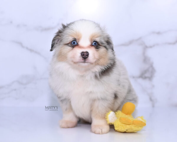 Mini / Toy Australian Shepherd Puppy Tinsley