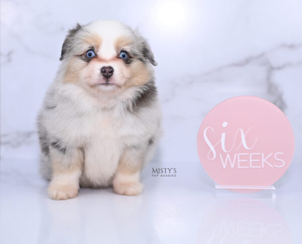 Mini / Toy Australian Shepherd Puppy Tinsley