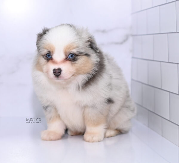 Mini / Toy Australian Shepherd Puppy Tinsley