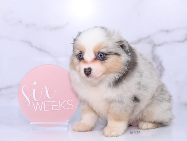 Mini / Toy Australian Shepherd Puppy Tinsley