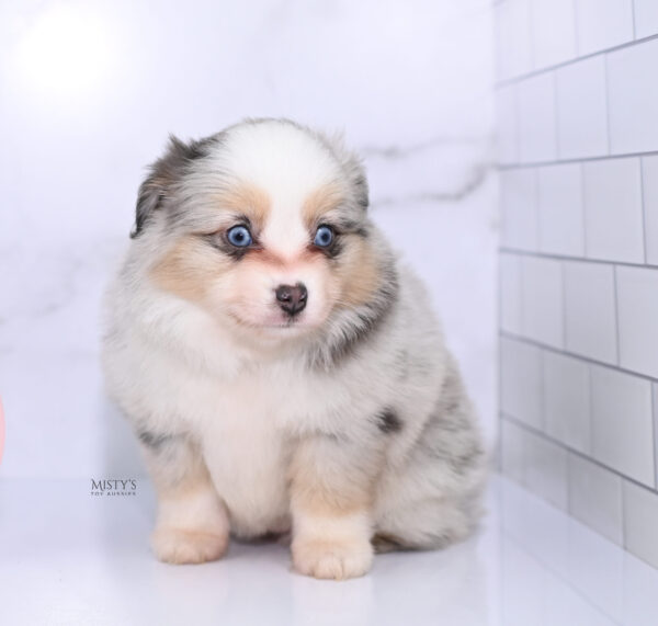 Mini / Toy Australian Shepherd Puppy Tinsley
