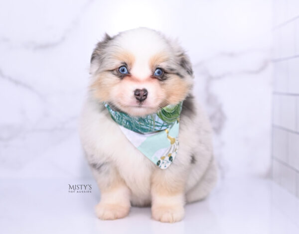 Mini / Toy Australian Shepherd Puppy Tinsley