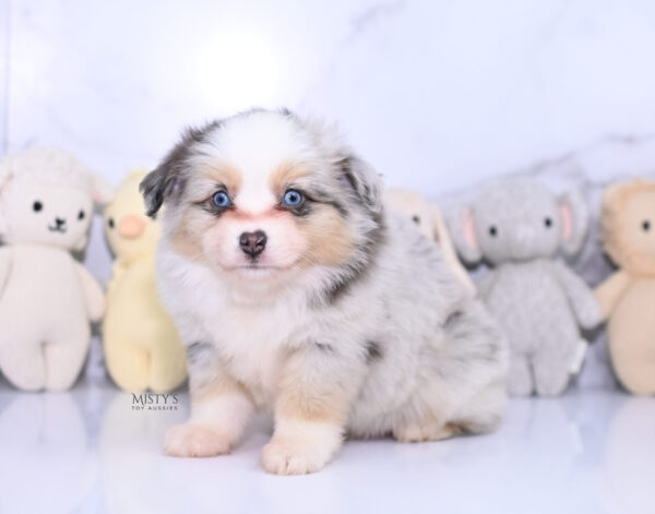 Mini / Toy Australian Shepherd Puppy Tinsley