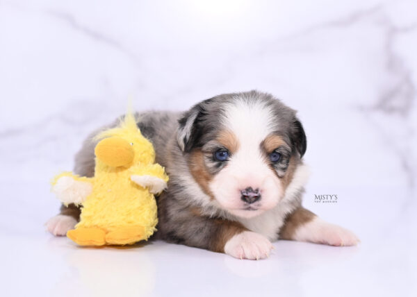 Mini / Toy Australian Shepherd Puppy Surf