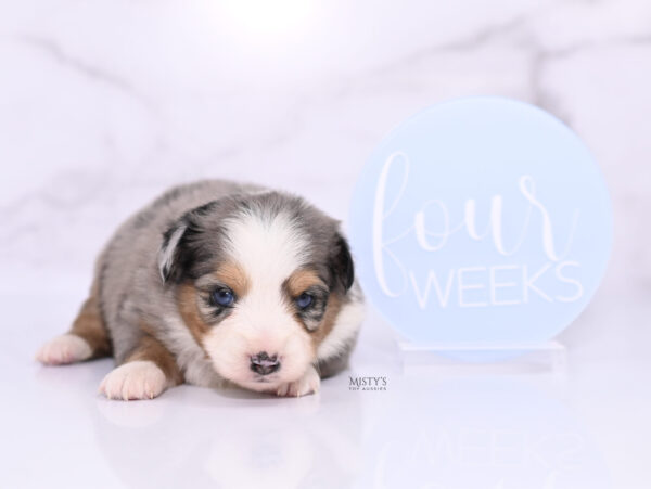 Mini / Toy Australian Shepherd Puppy Surf