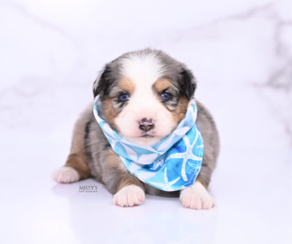 Mini / Toy Australian Shepherd Puppy Surf