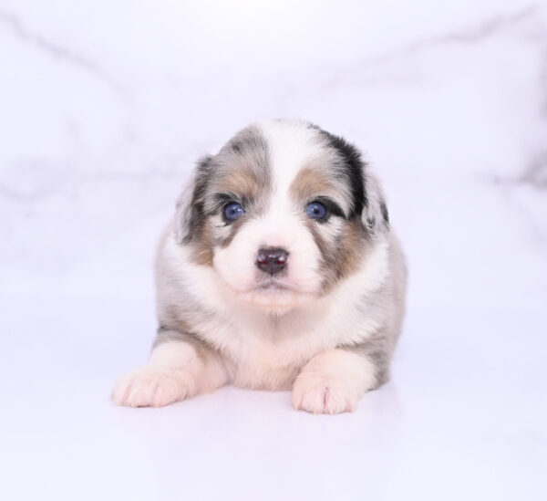 Mini / Toy Australian Shepherd Puppy Lily