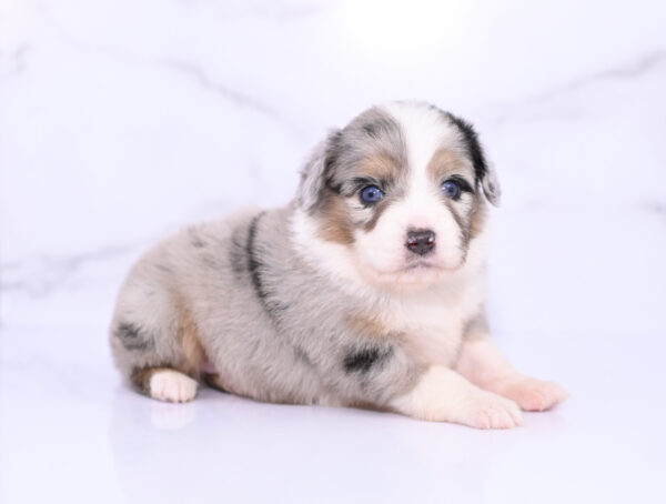 Mini / Toy Australian Shepherd Puppy Lily