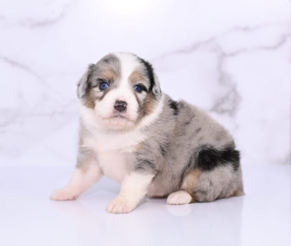 Mini / Toy Australian Shepherd Puppy Lily