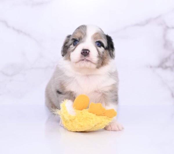 Mini / Toy Australian Shepherd Puppy Lily