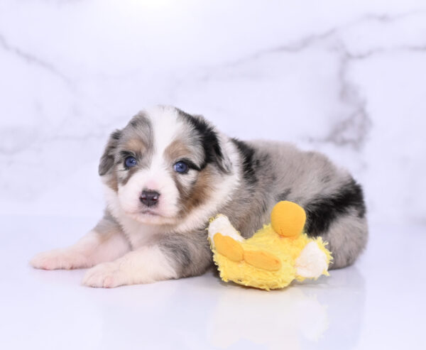 Mini / Toy Australian Shepherd Puppy Lily