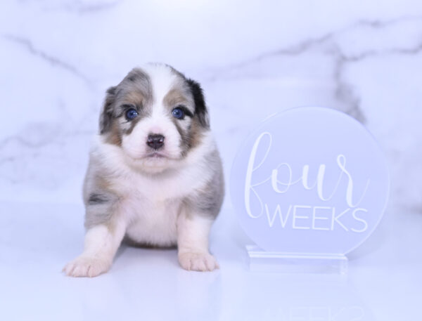 Mini / Toy Australian Shepherd Puppy Lily