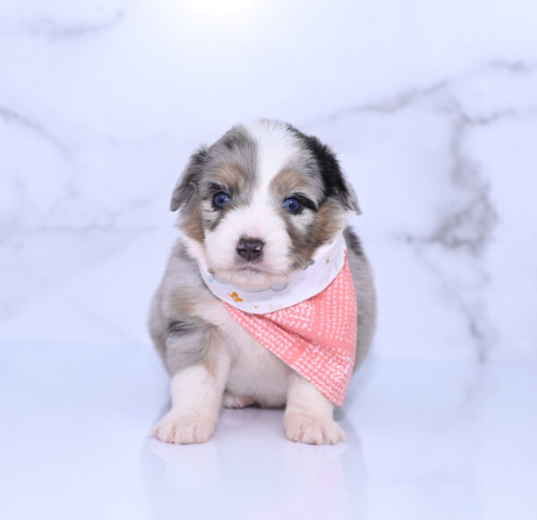 Mini / Toy Australian Shepherd Puppy Lily