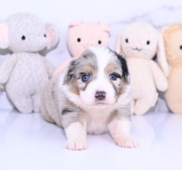 Mini / Toy Australian Shepherd Puppy Lily