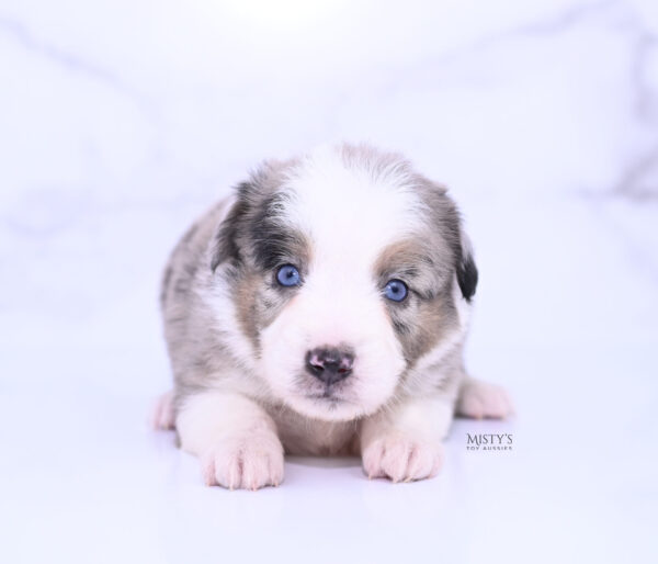 Mini / Toy Australian Shepherd Puppy Livia