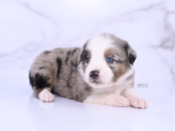 Mini / Toy Australian Shepherd Puppy Livia