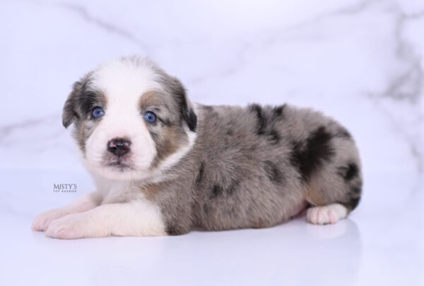 Mini / Toy Australian Shepherd Puppy Livia