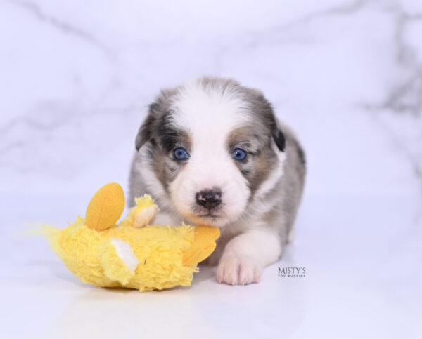 Mini / Toy Australian Shepherd Puppy Livia