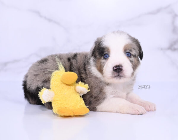 Mini / Toy Australian Shepherd Puppy Livia