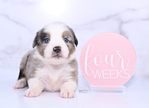 Mini / Toy Australian Shepherd Puppy Livia