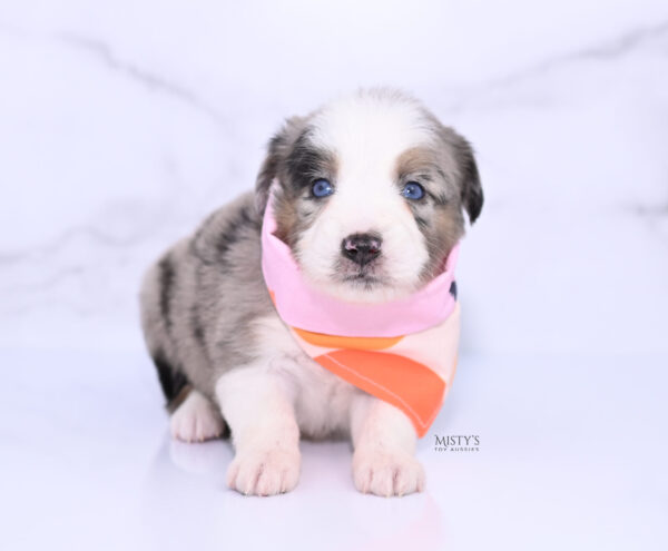 Mini / Toy Australian Shepherd Puppy Livia