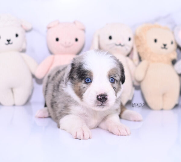 Mini / Toy Australian Shepherd Puppy Livia