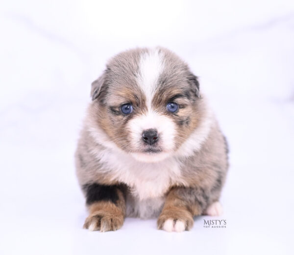 Mini / Toy Australian Shepherd Puppy Pinky