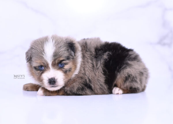 Mini / Toy Australian Shepherd Puppy Pinky