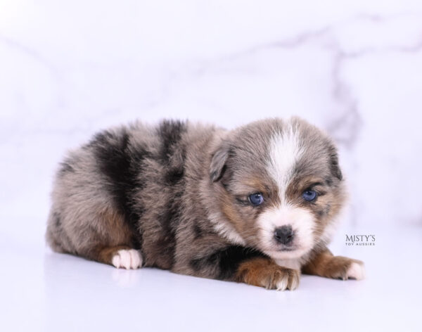 Mini / Toy Australian Shepherd Puppy Pinky