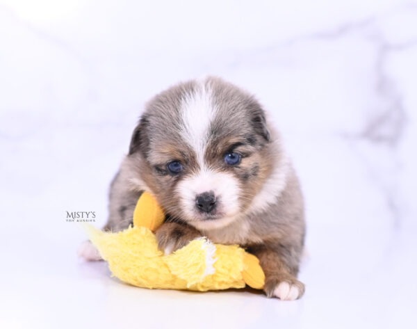 Mini / Toy Australian Shepherd Puppy Pinky