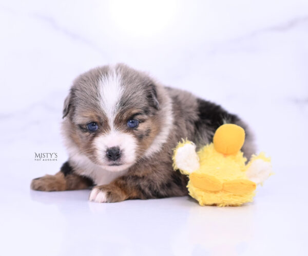 Mini / Toy Australian Shepherd Puppy Pinky