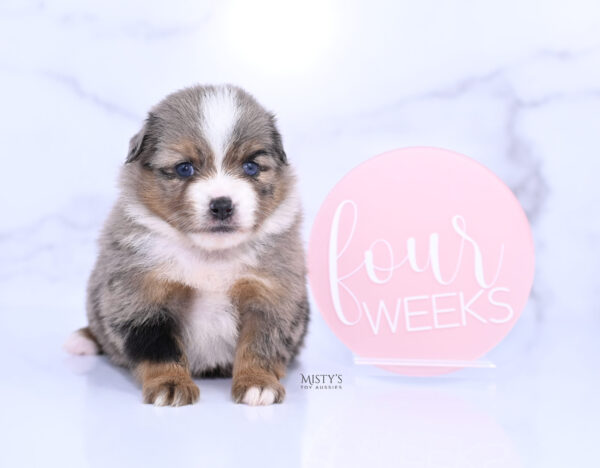 Mini / Toy Australian Shepherd Puppy Pinky