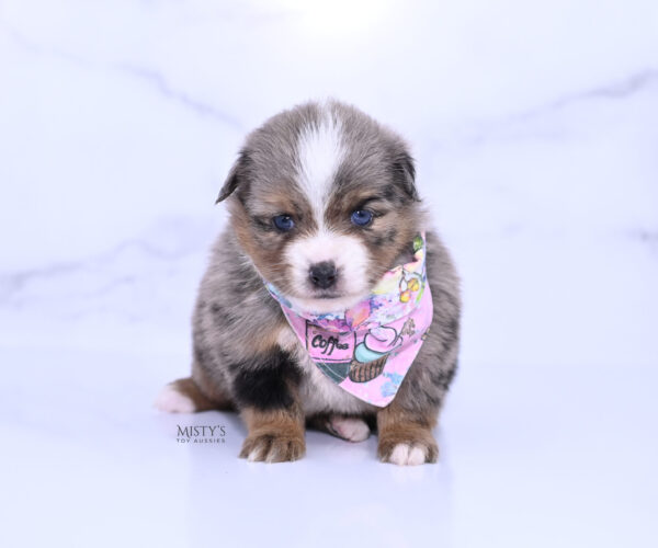 Mini / Toy Australian Shepherd Puppy Pinky