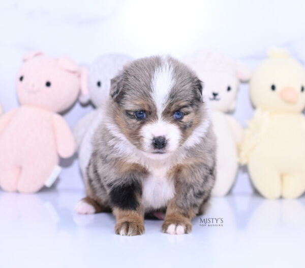 Mini / Toy Australian Shepherd Puppy Pinky