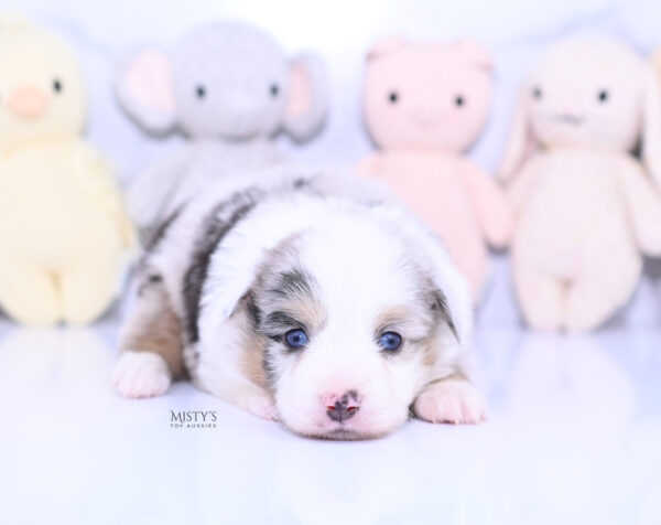 Mini / Toy Australian Shepherd Puppy Tierney