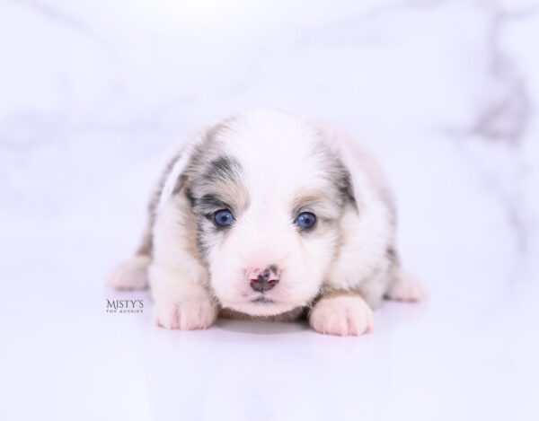 Mini / Toy Australian Shepherd Puppy Tierney