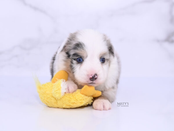 Mini / Toy Australian Shepherd Puppy Tierney