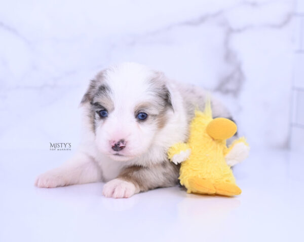 Mini / Toy Australian Shepherd Puppy Tierney