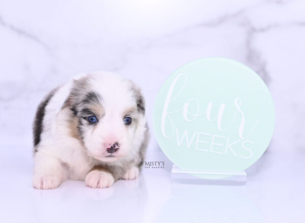 Mini / Toy Australian Shepherd Puppy Tierney