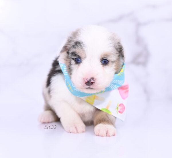 Mini / Toy Australian Shepherd Puppy Tierney