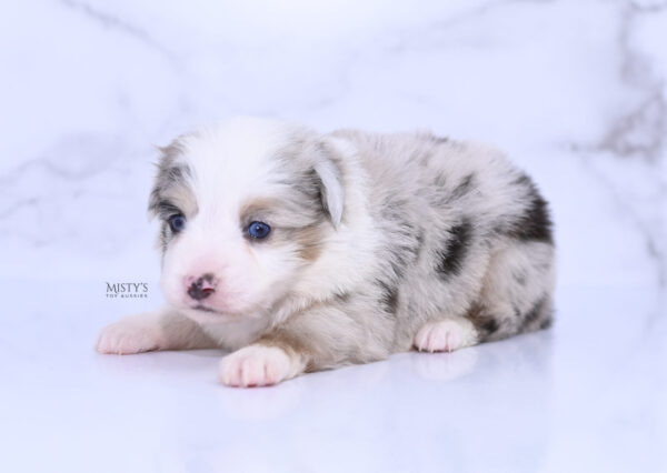 Mini / Toy Australian Shepherd Puppy Tierney
