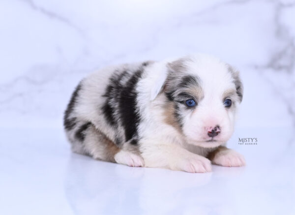 Mini / Toy Australian Shepherd Puppy Tierney