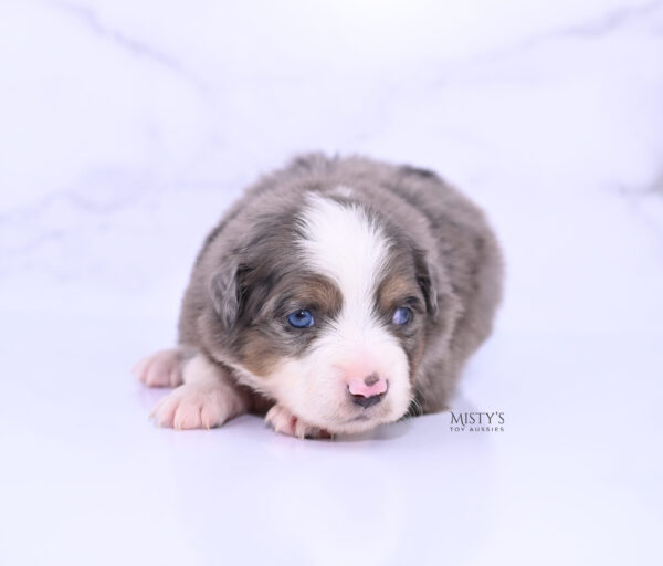 Mini / Toy Australian Shepherd Puppy Alfie