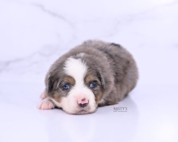 Mini / Toy Australian Shepherd Puppy Alfie